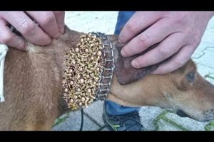 THIS IS STRANGE  ! ! Monster Mangoworms Eating Poor Dog Alive! 犬からワームを取り除  RESCATE ANIMALES 2021