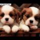 TOP 100 CUTEST PUPPIES OF ALL TIME