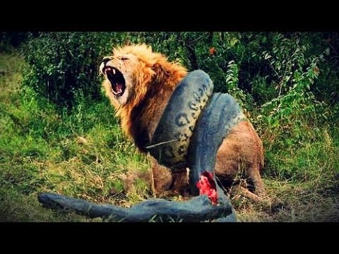 TOP 14 CRAZIEST Animal Fights Caught  on camera * Amazing video
