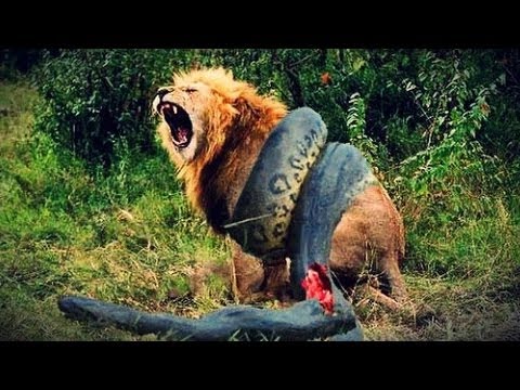 TOP 14 CRAZIEST Animal Fights Caught  on camera * Amazing video