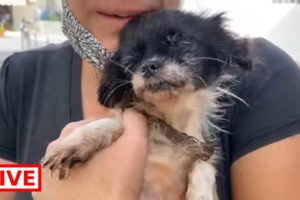 The 3 dogs was inside the house with their dead owner for 3 days  - Takis Shelter