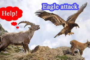 The Best Of Eagle Attacks - Most Amazing Moments Of Wild Animal Fights - Wild animals | Cari Channel