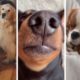 The Cutest Dogs on TikTok to Brighten up your Mood 🐶