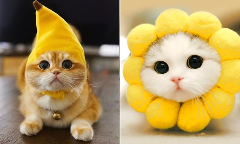 The Cutest Pets on the Internet 🥰