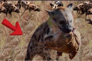 The Most Amazing Wild Animal Battles - Wild Animal Fights 2021