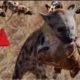 The Most Amazing Wild Animal Battles - Wild Animal Fights 2021