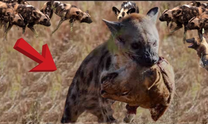 The Most Amazing Wild Animal Battles - Wild Animal Fights 2021
