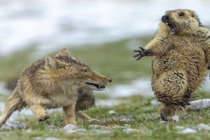 The Most Incredible Wild Animal Fights (Wild Animal Battles Captured On Camera)