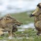 The Most Incredible Wild Animal Fights (Wild Animal Battles Captured On Camera)