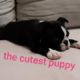 The cutest puppy Frida ; boston terrier