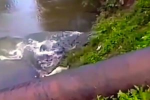 The dog survived the crocodile's clutches😱😱 || Prashant Discovery TV || Crocodile And Dog ||