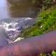 The dog survived the crocodile's clutches😱😱 || Prashant Discovery TV || Crocodile And Dog ||