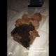 The five cutest puppies in the world