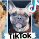 These Might Be The Cutest Puppies & Funniest Dogs on TIKTOK ~ Fluppy