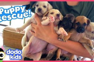 These Puppies Need A Rescuer To Save Their Mom! | Rescued! | Dodo Kids