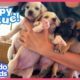 These Puppies Need A Rescuer To Save Their Mom! | Rescued! | Dodo Kids