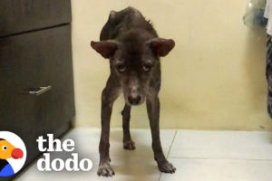 This Dog Is Proof That Miracles Happen | The Dodo Heroes