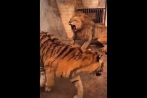 Tiger vs Lion | Rarest Animal Fight | Artemis | Viral Animal Fight | 2021 | Wild Animals