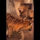 Tiger vs Lion | Rarest Animal Fight | Artemis | Viral Animal Fight | 2021 | Wild Animals