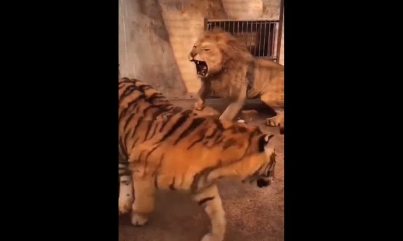 Tiger vs Lion | Rarest Animal Fight | Artemis | Viral Animal Fight | 2021 | Wild Animals