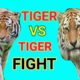 Tiger_vs_Tiger_Fight||বাঘেরলড়াই||AnimalTvFuri||biggest animal fights||animal fights compilation||