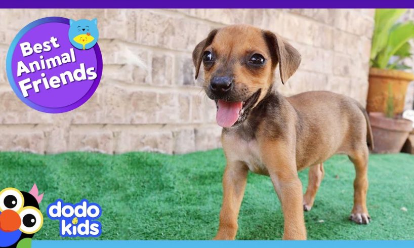 Tiny Puppy Teaches Herself to RUN | Best Animal Friends | Dodo Kids