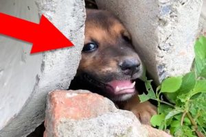 Top 10 Amazing Animal Rescues 👀