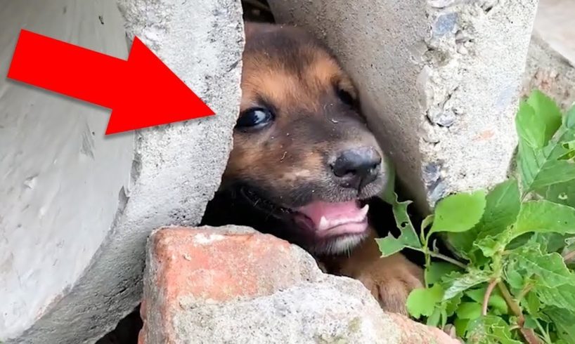 Top 10 Amazing Animal Rescues 👀