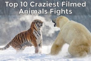 Top 10 Craziest Animal Fights Caught on Camera