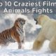 Top 10 Craziest Animal Fights Caught on Camera