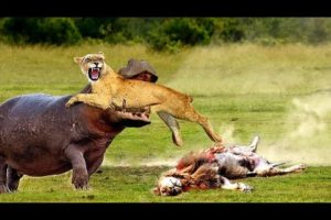 Top 10 Craziest Wild Animals Fights Caught on Camera