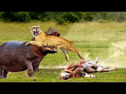Top 10 Craziest Wild Animals Fights Caught on Camera