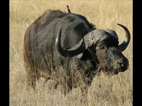 Top 10 Dangerous Animals On Earth