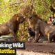 Top 17 INCREDIBLE Wild Animal Fights Caught On Cam (Animal Battles)