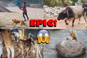 Top 5 Epic Animal Rescue Catches😱| Animal Aids | Indian dangerous action rescues | Bull Rescue