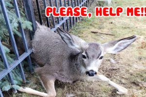 ✨Top 5 Moments of Rescue Deer TRAPPED 🦌 Life Comedy
