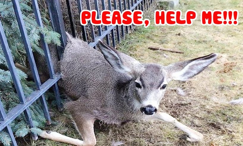 ✨Top 5 Moments of Rescue Deer TRAPPED 🦌 Life Comedy