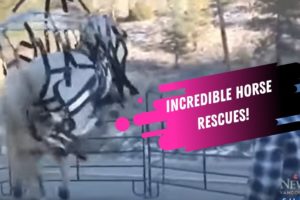 Trapped Horses Rescued From Rising Flood Waters & Horse Rescued After Falling Into A Ditch