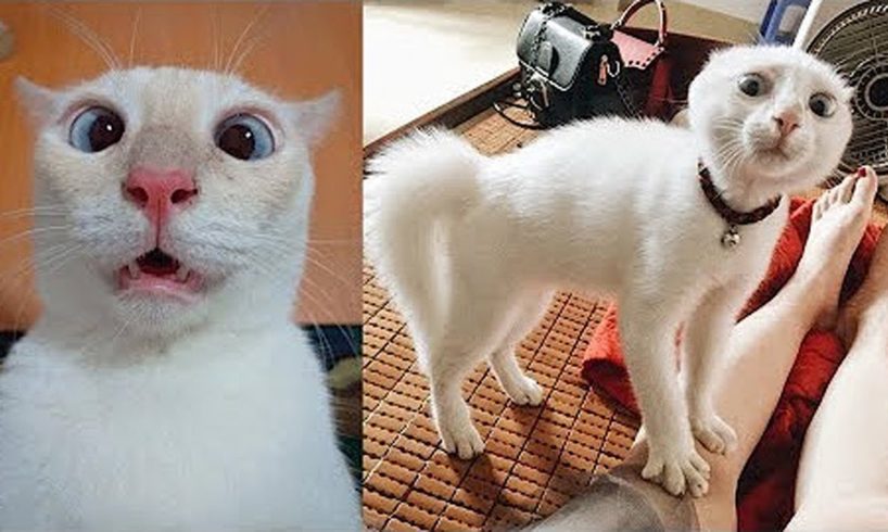 Try Not To Laugh or Grin While Watching Funny Animals Compilation 🐶🐱 #2