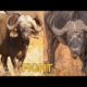Two Buffalo Fight | Animals Fight | Wild animal fight