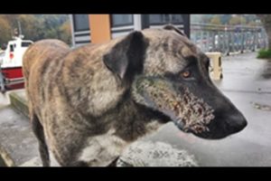 UHH ! ! Helpless Dog Rescued From Parasites And Mangoworms! RESCATE ANIMALES 2021 猫からワームを取り除く