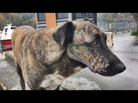 UHH ! ! Helpless Dog Rescued From Parasites And Mangoworms! RESCATE ANIMALES 2021 猫からワームを取り除く