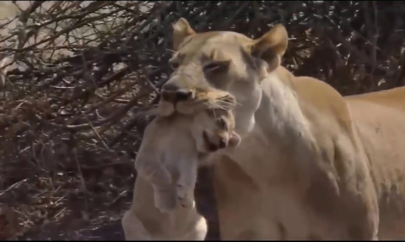 ULTIMATE Wild Animal Battles 2021