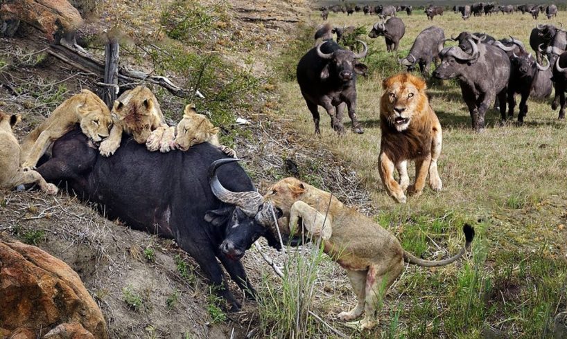 Ulitimate Fight To Survival Of Animals Planet 2019 | Crazy Battle of Buffalo attack Lions