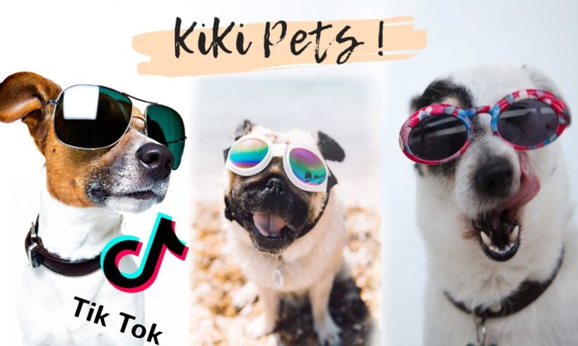 Ultimate Funniest Dogs 🐶 and Cutest Puppies of TIKTOK Compilation ❤ KiKi Pets