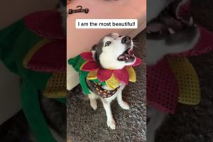Ultimate Funniest Dogs and Cutest Puppies of TIKTOK Compilation #husky