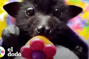 Un día en la vida de un murciélago rescatado | El Dodo