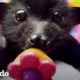 Un día en la vida de un murciélago rescatado | El Dodo