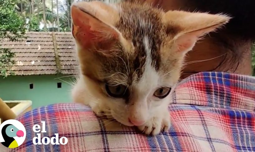 Un pequeño gatito sigue a una pareja un kilómetro hasta su auto | El Dodo