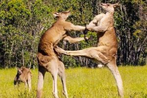 Unbelievable!!!  Funny Animal Fights Moments Caught On Camera #woavideos